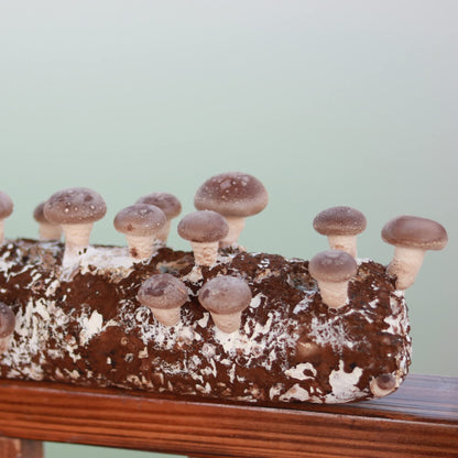 Back to the Roots Organic Shiitake Mushroom Kit; Great Gift; Easy for Beginners, For Indoor Growing (Start Growing Right Away)