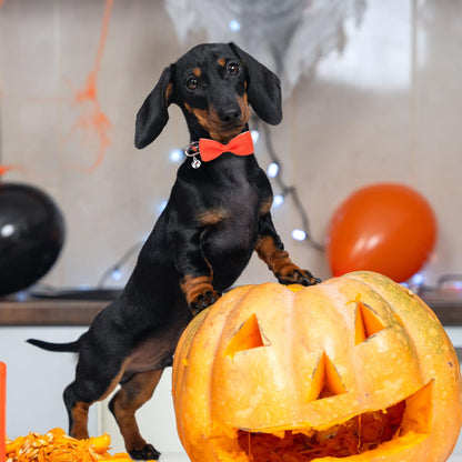 PUPTECK Halloween Bowtie Dog Collar with Bell 2 Packs, Adjustable Breakaway Puppy Collar, Sweet Gift for Small Dogs Pets, 11.8-15.7 in