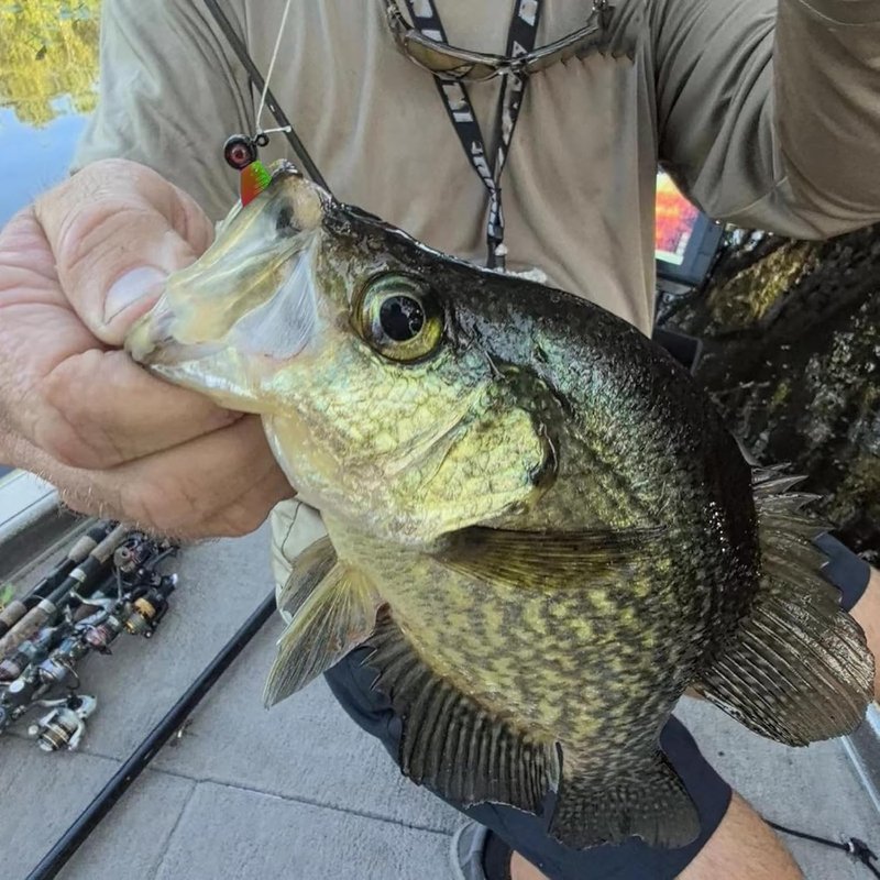 Split-Tail Crappie Lures - 24 Soft Plastic Fishing Lures for Bluegill, Panfish, Trout & Bass