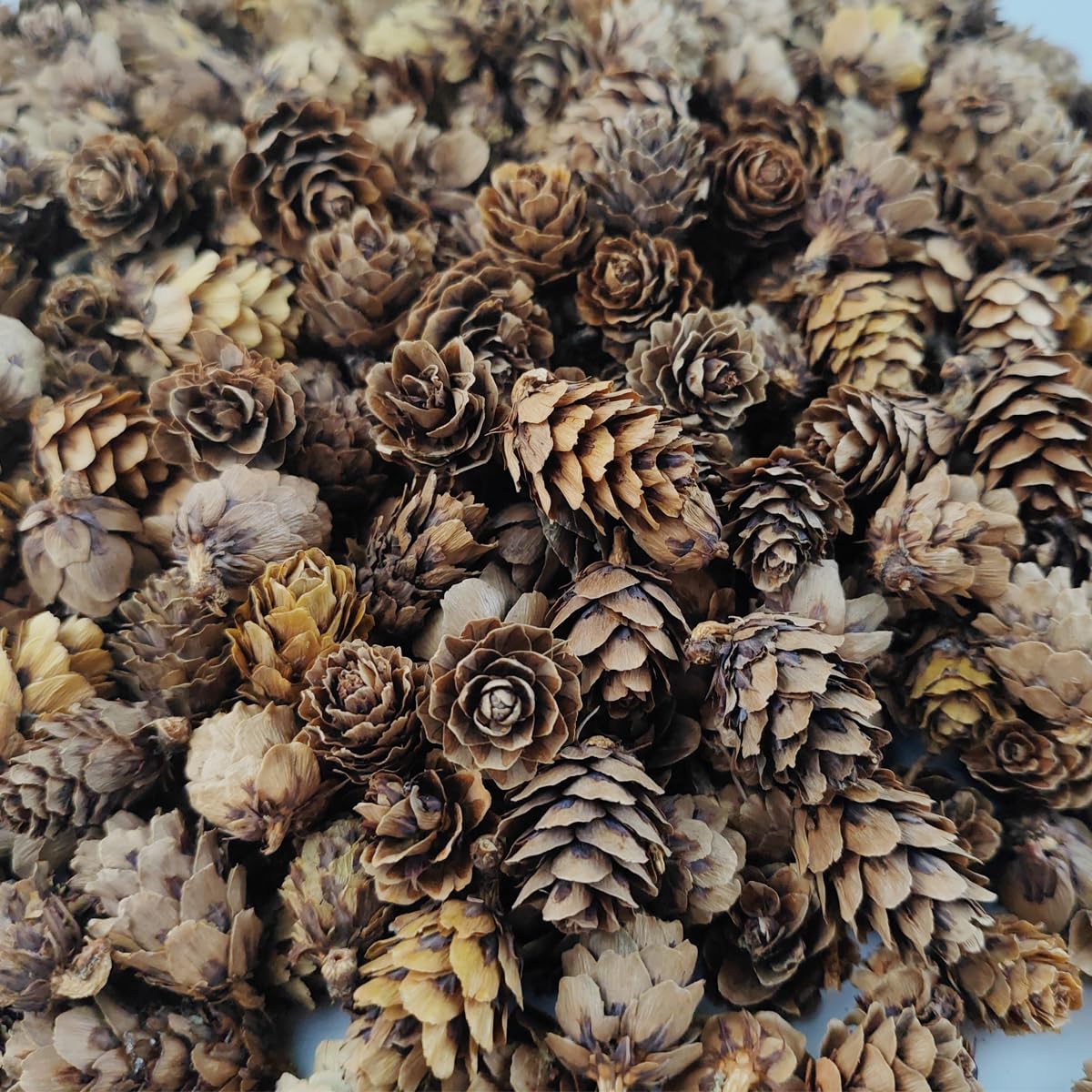 TIHOOD 160PCS 1.18"-1.97" Christmas Natural Mini Pine Cones-Thanksgiving Pine Cones Ornaments for DIY Crafts, Home Decorations,Fall and Christmas,Wedding Decor