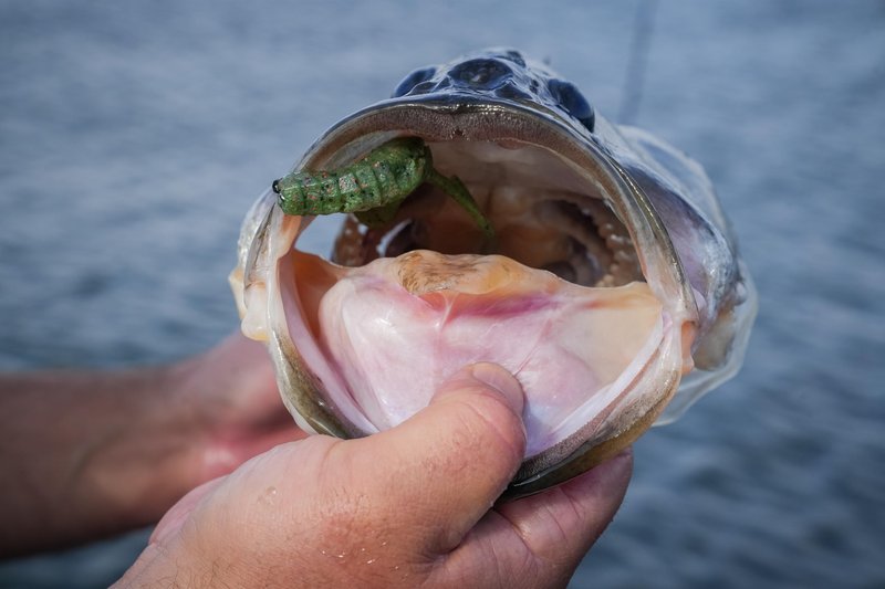 Berkley PowerBait MaxScent Stank-Bug Fishing Soft Bait