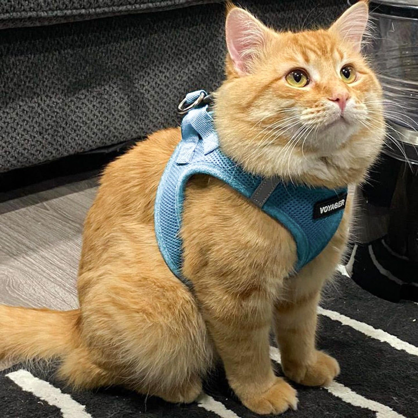 Best Pet Supplies - All Weather Mesh, Reflective, No Pull Harness for Small, Medium Dogs, Cats - Secure with Hook & Loop Fastener, Buckle, Double D-Rings - Baby Blue, S