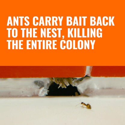 TERRO Ant Killer Bait Stations T300B - Liquid Bait to Eliminate Ants - Bait System - 12 Count Stations for Effective Indoor Ant Control