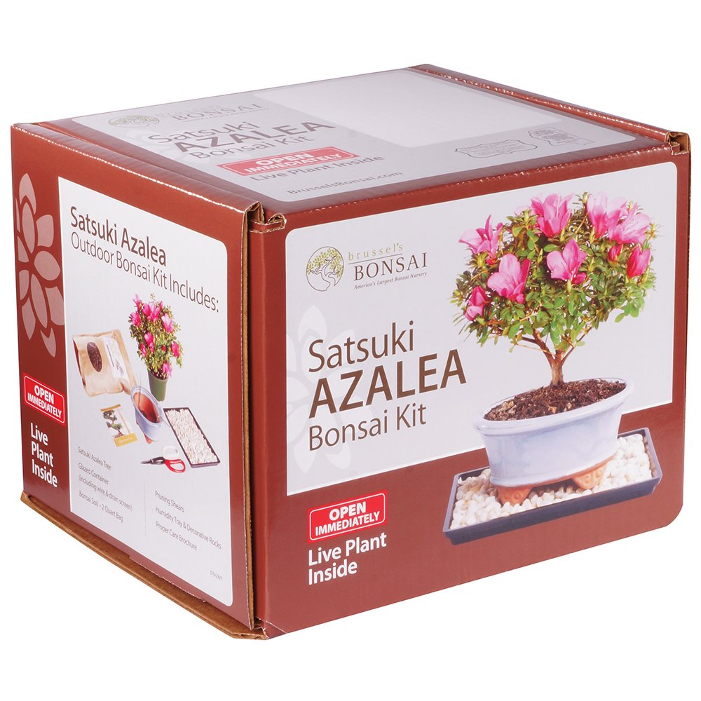 Brussel's Bonsai Live Satsuki Azalea Bonsai Outdoor Tree Gift Bundle - Medium Azalea Tree - Bonsai Kit with Bonsai Pot, Soil, and Bonsai Tray
