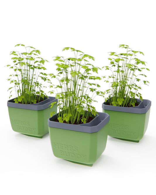 BUZZY Seeds Herb Buddy Self-Watering Herb Planter with Water Level Indicator – Indoor Kitchen & Windowsill Planter (Green)