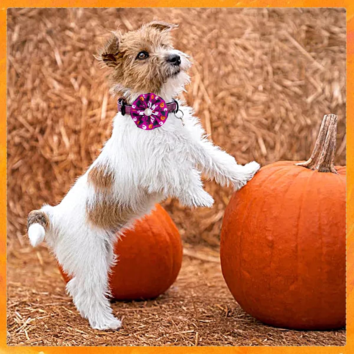 JpGdn 12pcs Halloween Dog Collar Flowers Bows Attachment Sliding for Medium Large XL Puppy Cats Rabbit Party Holiday Grooming Cosume Accessories