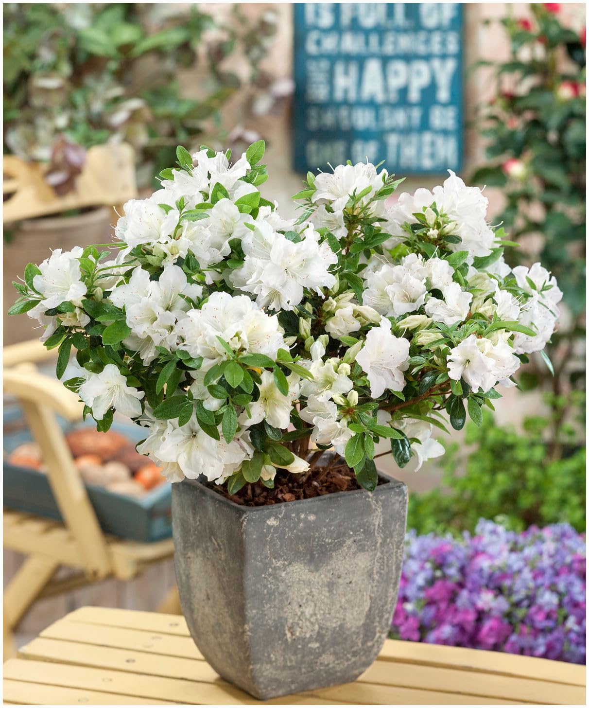 GrowOn Shrubs [x4] Dwarf Japanese Azalea Collection | Variety-Pack | Evergreen Shrubs | Outdoor Garden Ready Plants | Spring Flowering | Red, Orange, Purple, White Flowers