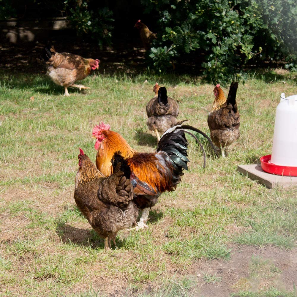 Extra Select Complete Layers Pellets Poultry Feed, 20 kg