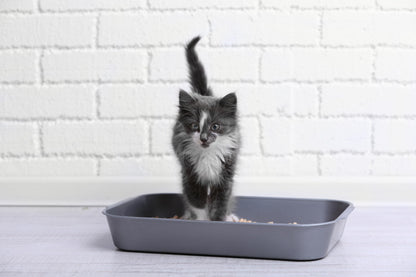 Bio-Catolet Light & Hygienic Recycled Paper Granules Cat Litter 12 Liter, Packaging May Vary