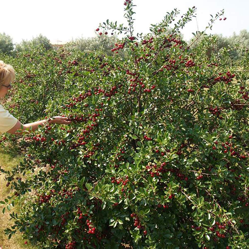 YouGarden Compact Sweet Cherry 'Porthos', Established 50cm Tall Bush, Supplied in a 3L Pot, Ideal for Small Gardens & Patios, Grow Your Own Cherry Tree in Your Garden