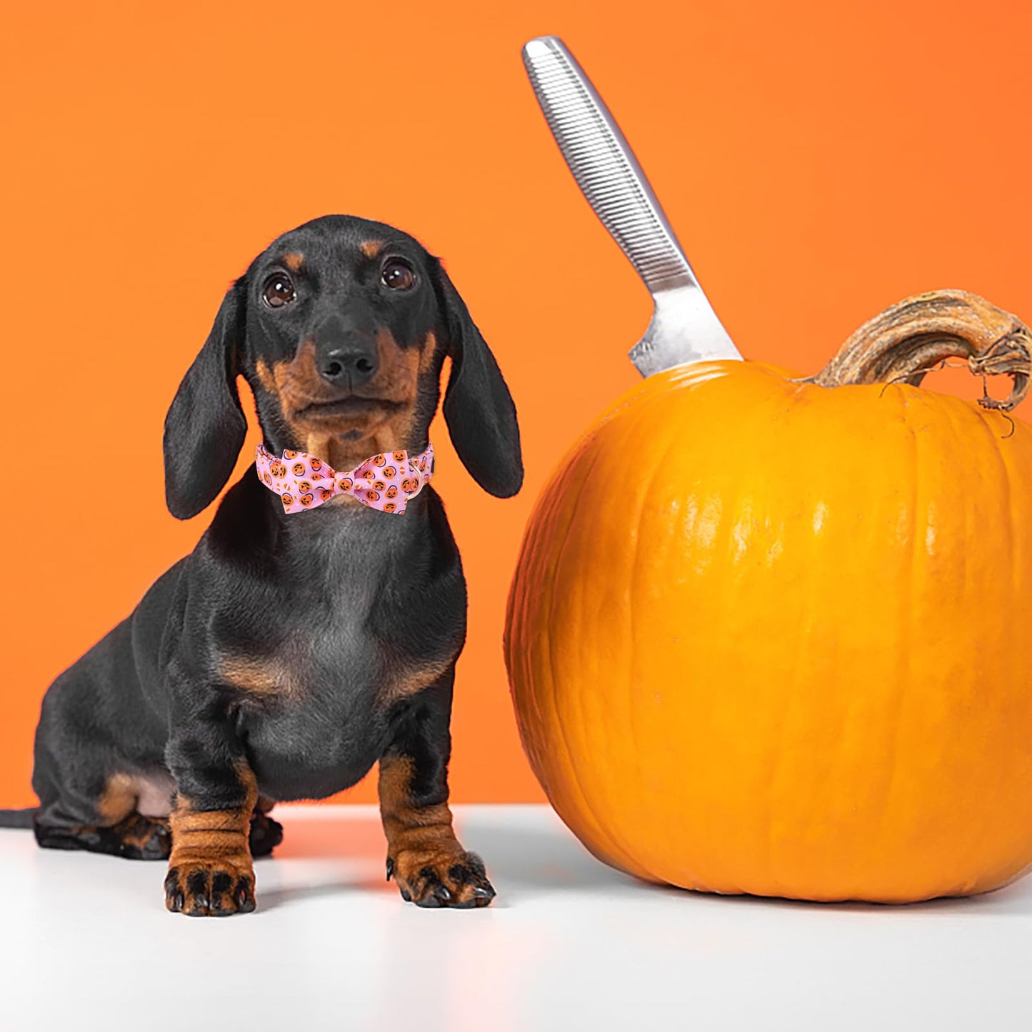 MR. CHUBBYFACE Fall Dog Collar with Bow, Halloween Thanksgiving Pumpkin Dog Collar with Bowtie, Adjustable Puppy Colar for Small Medium Large Girl Boy Male Female Pet