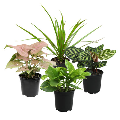 Essential Houseplant Collection (4PK) Live Plants Indoor Plants Live Houseplants in Plant Pots, Easy House Plants Indoors Live, Snake Plant, Pothos in Potting Soil, Clean Air Plants by Plants for Pets