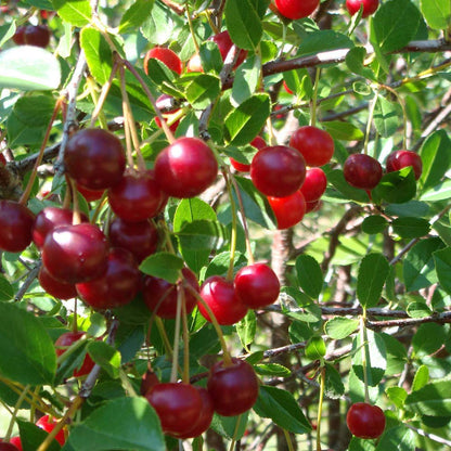 YouGarden Compact Sweet Cherry 'Porthos', Established 50cm Tall Bush, Supplied in a 3L Pot, Ideal for Small Gardens & Patios, Grow Your Own Cherry Tree in Your Garden