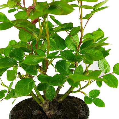 Golden Wedding Rose - 50th Wedding Anniversary - Help Celebrate a Special Couple's Golden Anniversary with a Unique Living Plant Gift