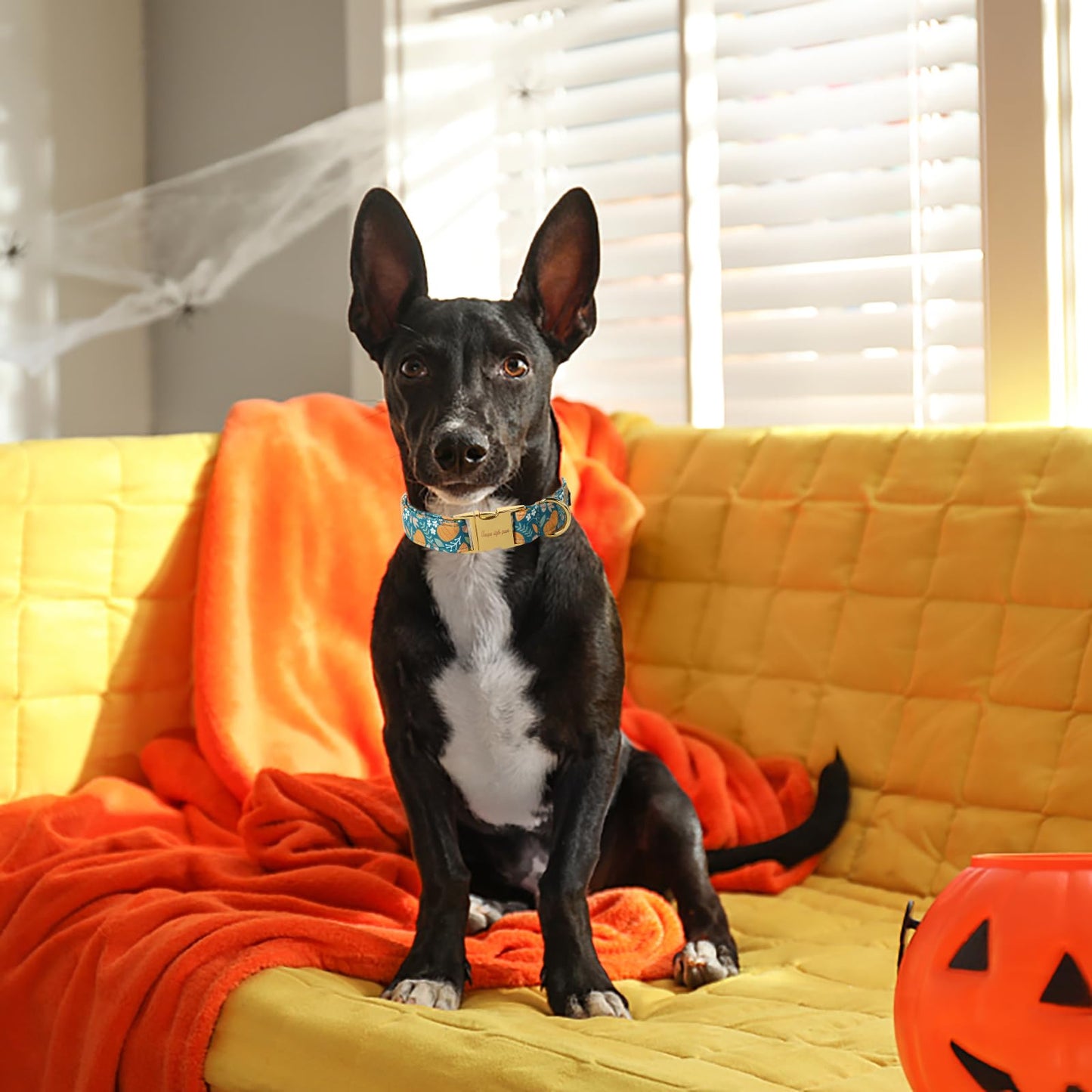 Unique style paws Dog Collar Green Pumpkin Flower Metal Buckle Durable Puppy Collar Halloween for Small Medium Large Boys Girls Dogs
