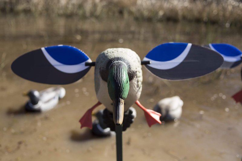 MOJO Outdoors Baby Mallard Drake Spinning Wing Decoy - Premium Waterfowl and Duck Hunting Decoy