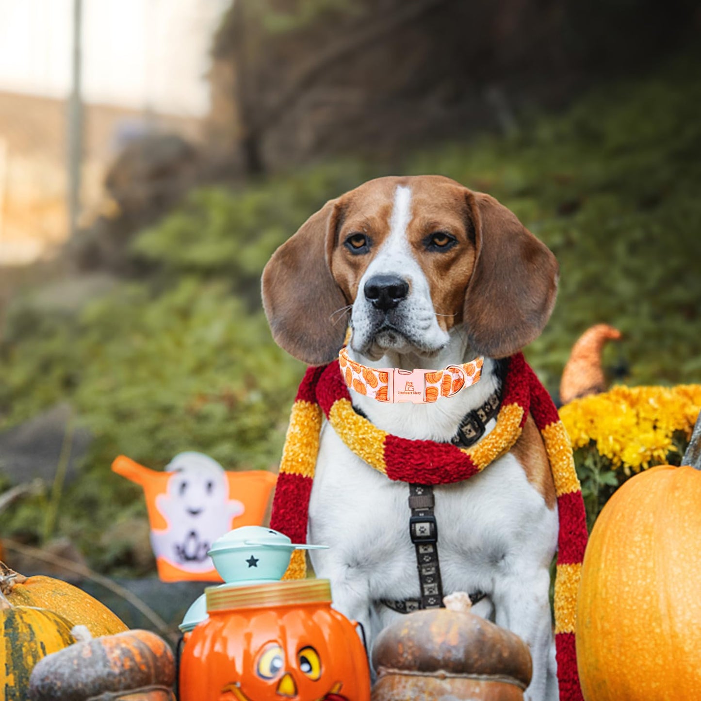 Lionheart Glory Halloween Pumpkin Collar - Heavy Duty, Adjustable, for Medium Dogs, Female or Male