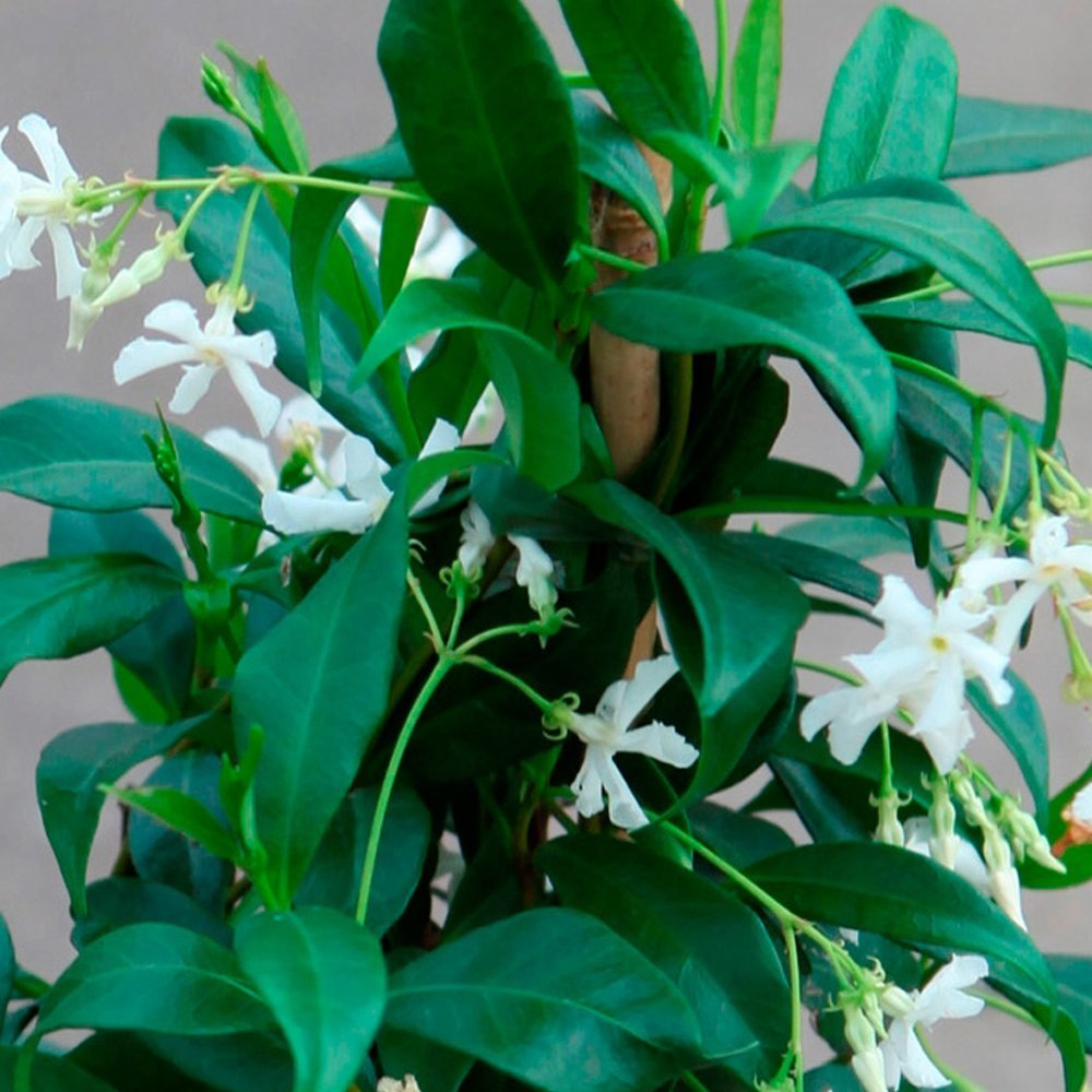 Star Jasmine Evergreen Climbing Garden Outdoor Plant for Trellis, Fences & Obelisks Baring Fragrant White Summer Flowers, 1 x Trachelospermum Jasminoides in 9cm Pot by Thompson & Morgan