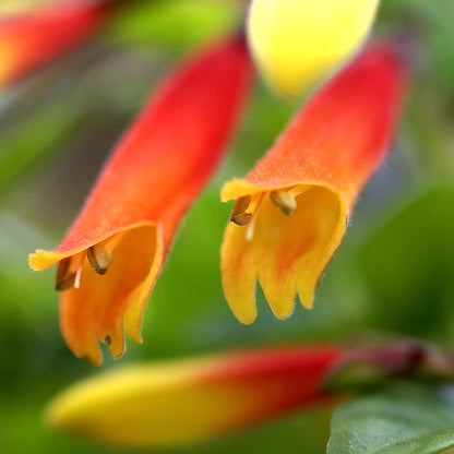 Jacobinia Pauciflora Brazilian Fuchsia Evergreen Perennial Flowering Shrub (20-30cm (Incl. Pot))