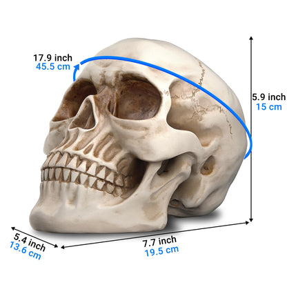 Readaeer Life Size Skeleton Replica Realistic Human Skull Head Bone Model (Normal)