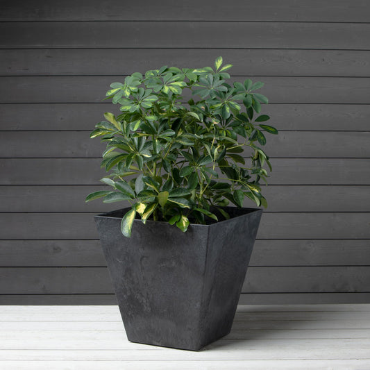 Root & Vessel, Black, 35168 Ella Square Planter, Black, 16-Inch