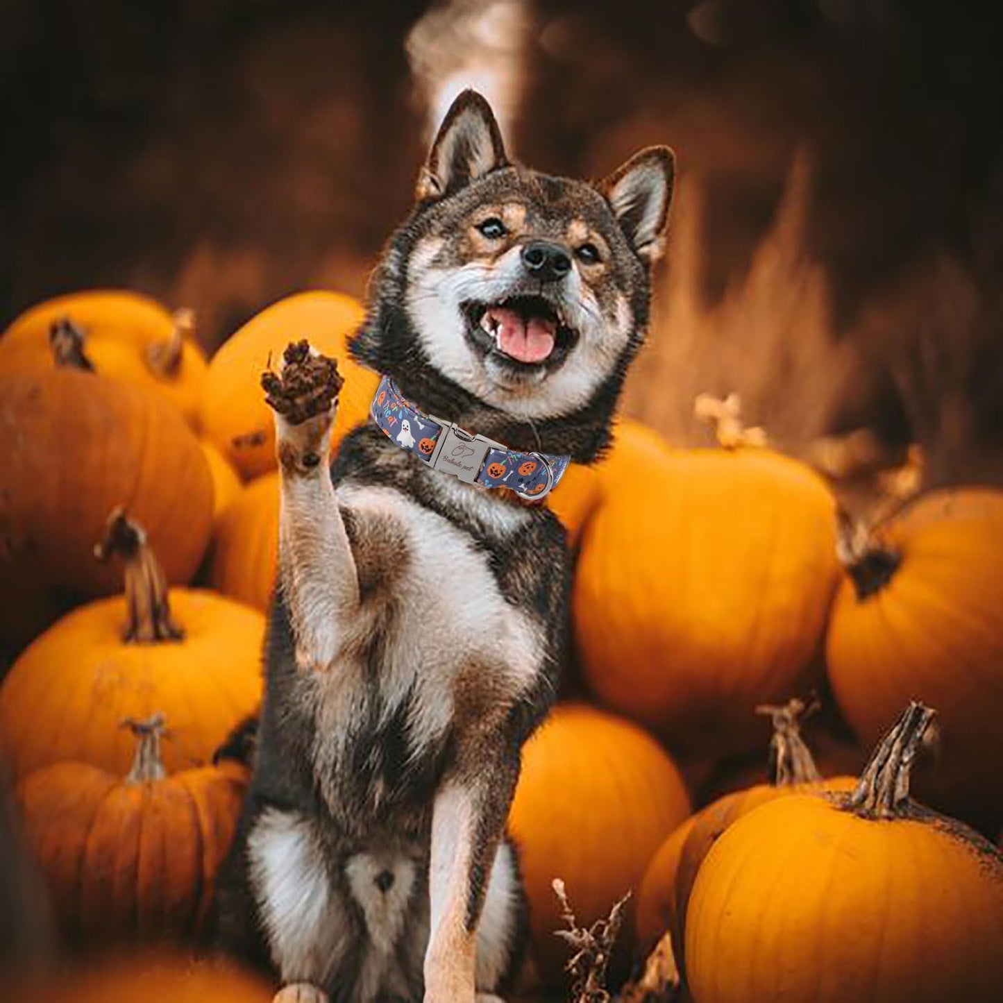 Babole Pet Halloween Dog Collar for Medium Dogs - Cute Halloween Ghost Pumpkin Dog Collars, Adjustable Heavy Duty Pet Holiday Collar with Metal Buckle M