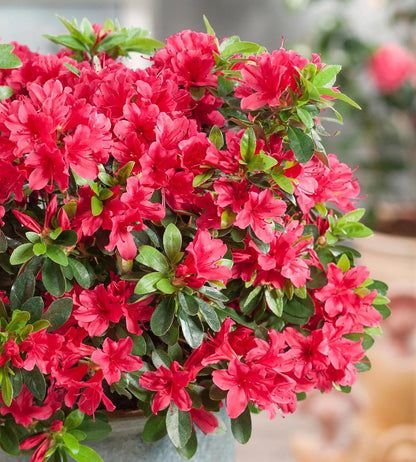 GrowOn Shrubs [x4] Dwarf Japanese Azalea Collection | Variety-Pack | Evergreen Shrubs | Outdoor Garden Ready Plants | Spring Flowering | Red, Orange, Purple, White Flowers