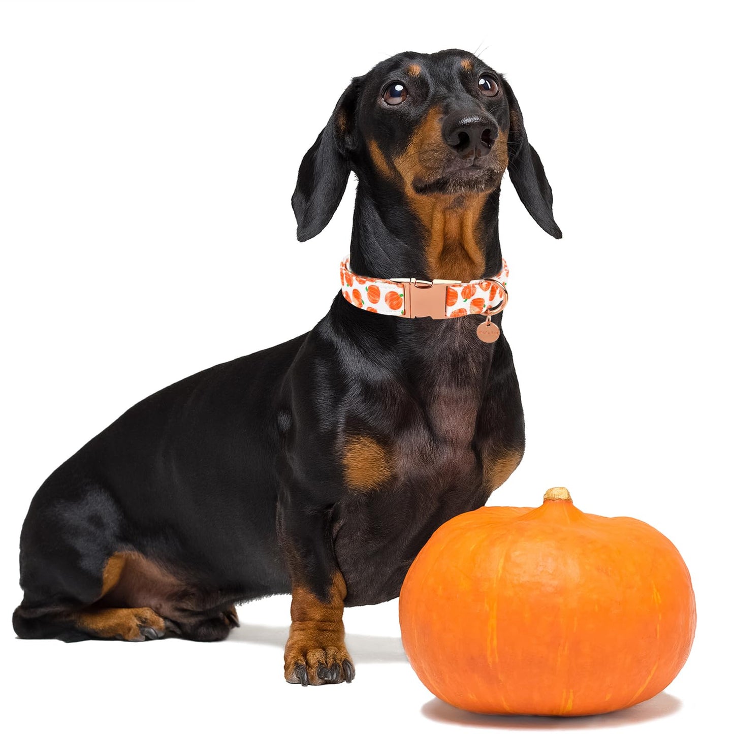 UP URARA PUP Halloween Dog Collar with Metal Buckle Gift Fall Dog Collar for Small Medium Large Girls or Boys Dogs Cute Pumpkin Cotton Pet Collars