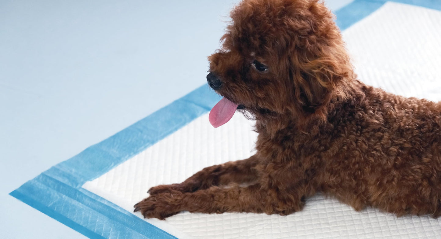AllPetSolutions Puppy Pads - Disposable Puppy Training Pads Dog Toilet Sheets with 5 Highly Absorbent Layers & Odour Control Leak-Proof Non Slip Matting for Pet Wee - Extra Large, 60x90cm - 100-Pack