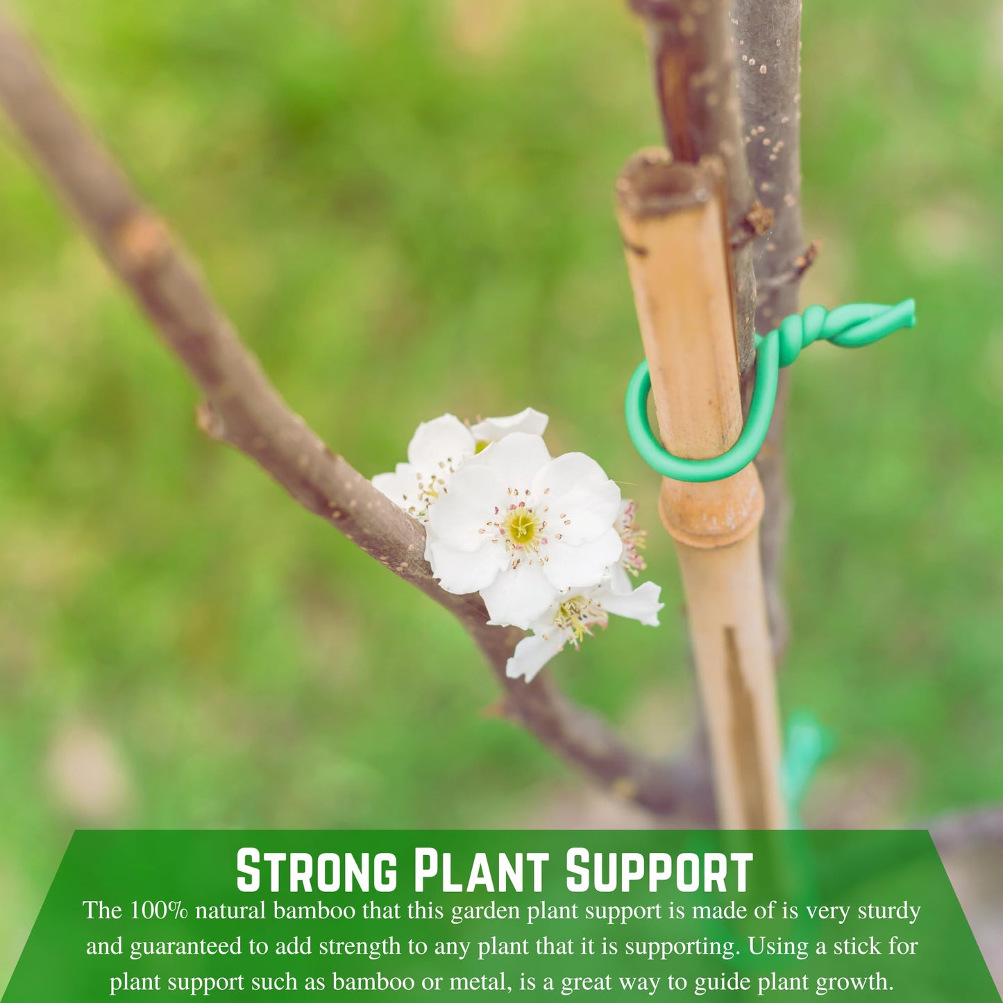 Farm Plastic Supply - Bamboo Garden Stakes - Bambo Sticks, Bamboo Plant Stakes for Outdoor Plants, Plant Support Stakes for Indoor Plants (7 Foot, 75)