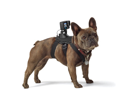 GoPro Fetch Dog Harness - Official GoPro Mount