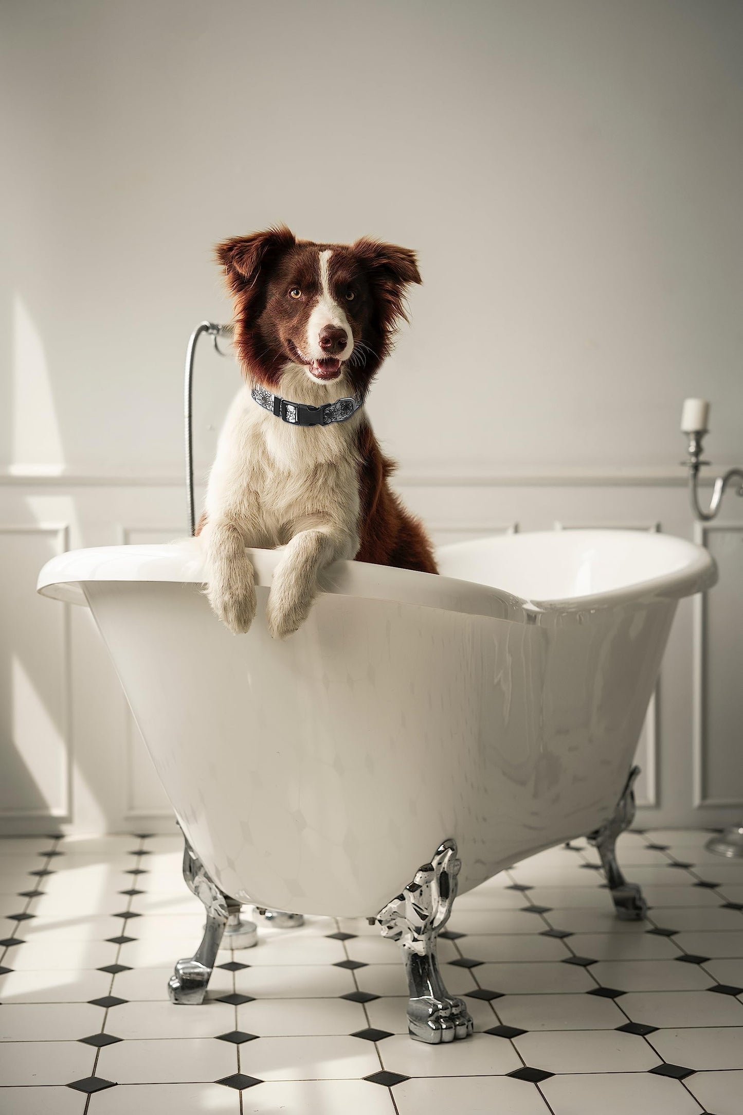 Halloween Dog Collar for Large Dogs Pack of 2, Breakaway Dog Collar for Holiday