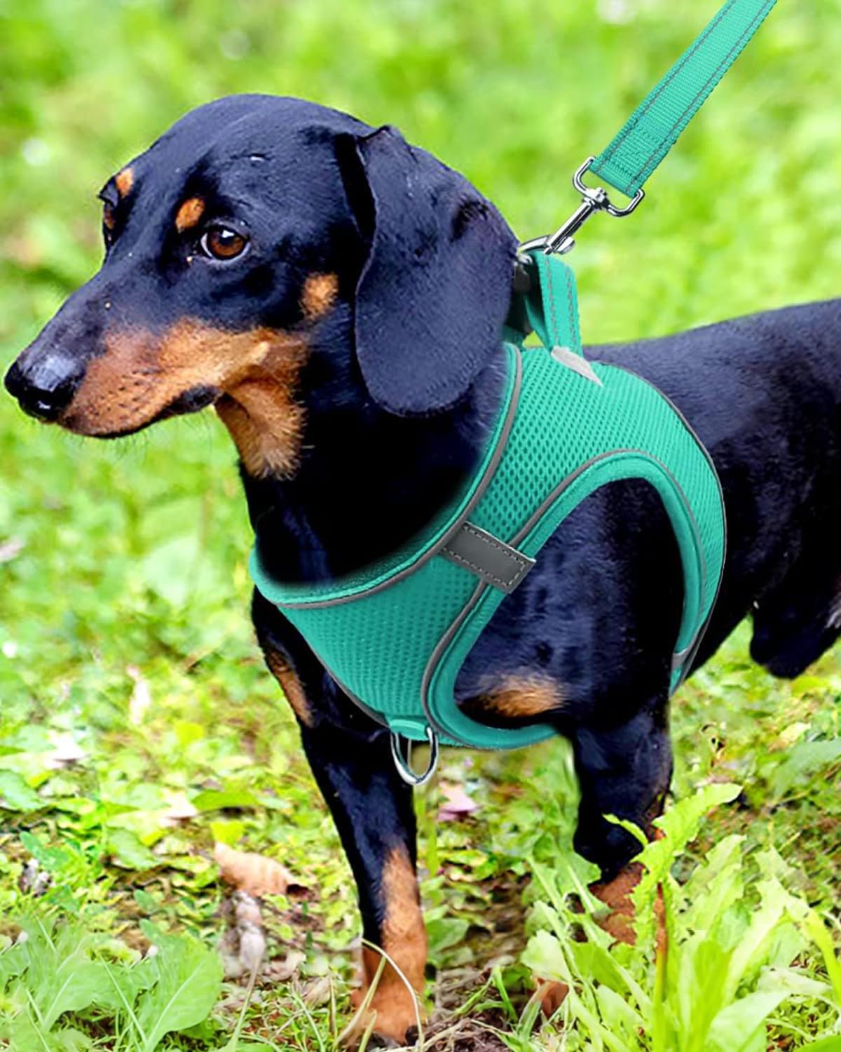 Joytale Small Dog Harness, Breathable Mesh Step-in Vest, Reflective Soft Padded Harnesses for Small and Medium Dogs, Teal, M