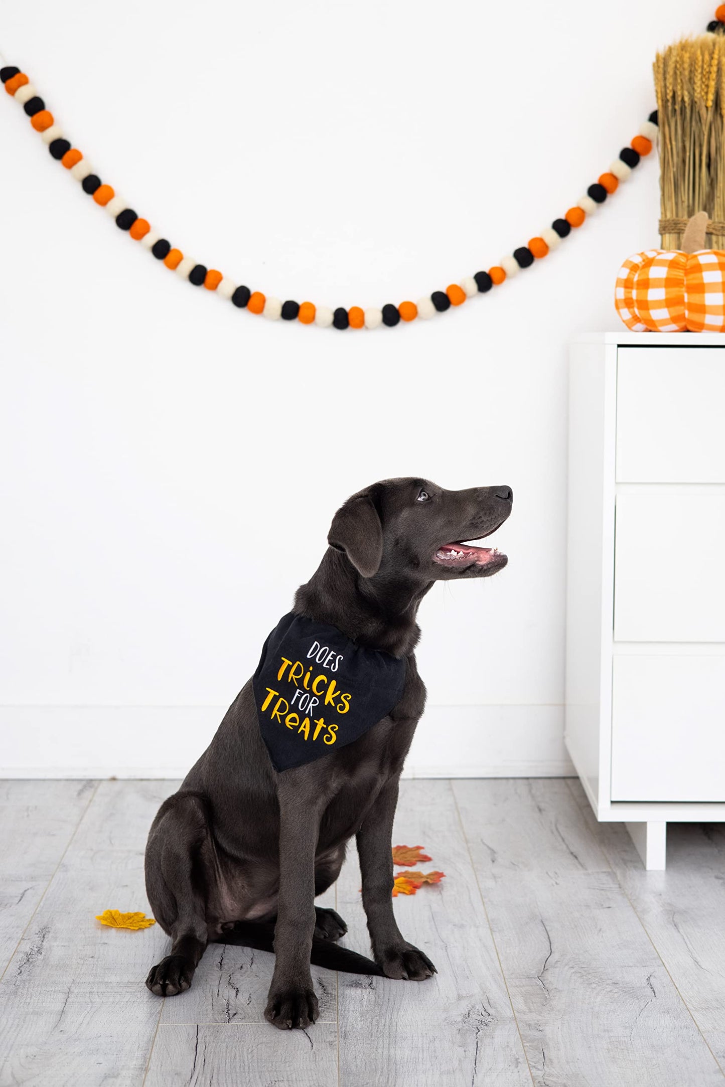Pearhead Trick or Treat Dog Bandana, Black Halloween Pet Scarf, Slip-On Collar Accessory for Small Medium Pets, Cute Puppy Costume, Fall Seasonal Pet Apparel