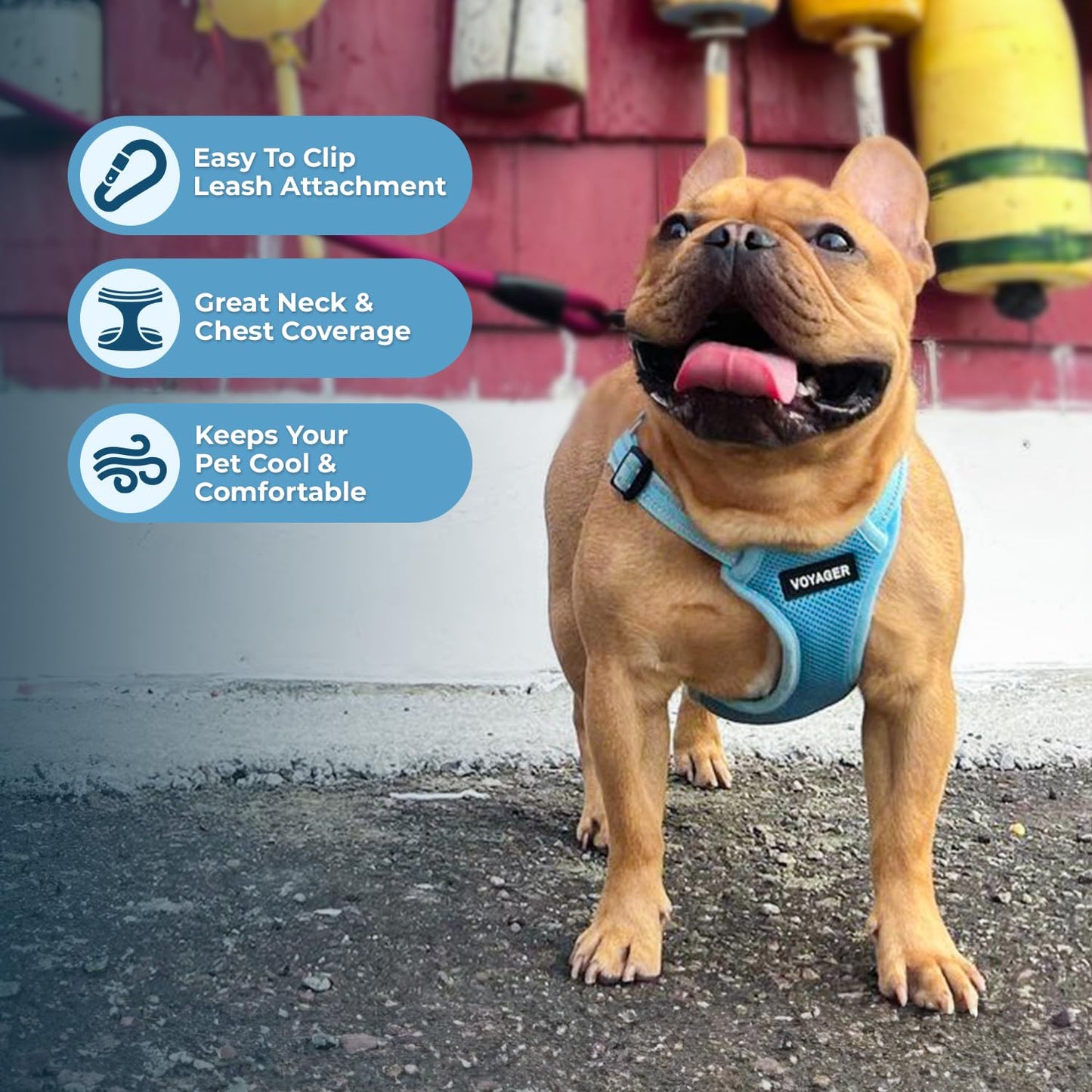 Best Pet Supplies Voyager Adjustable Dog Harness Leash Set with Reflective Stripes for Walking Heavy-Duty Full Body No Pull Vest with Leash D-Ring, Breathable All-Weather - Baby Blue, XS