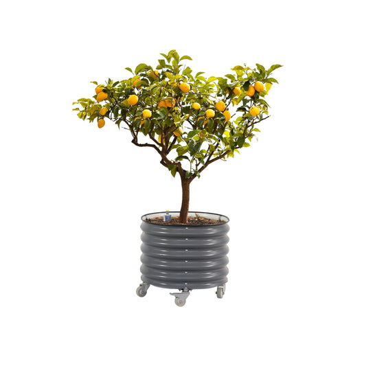 Rolling Metal Citrus Tree Planter, Self-Watering Round Large Pot for Growing Trees Tomatoes Outdoor Plants Vegetables and Flowers, Raised Garden Bed with Wheels for Porch Patio & Backyard, Modern Gray