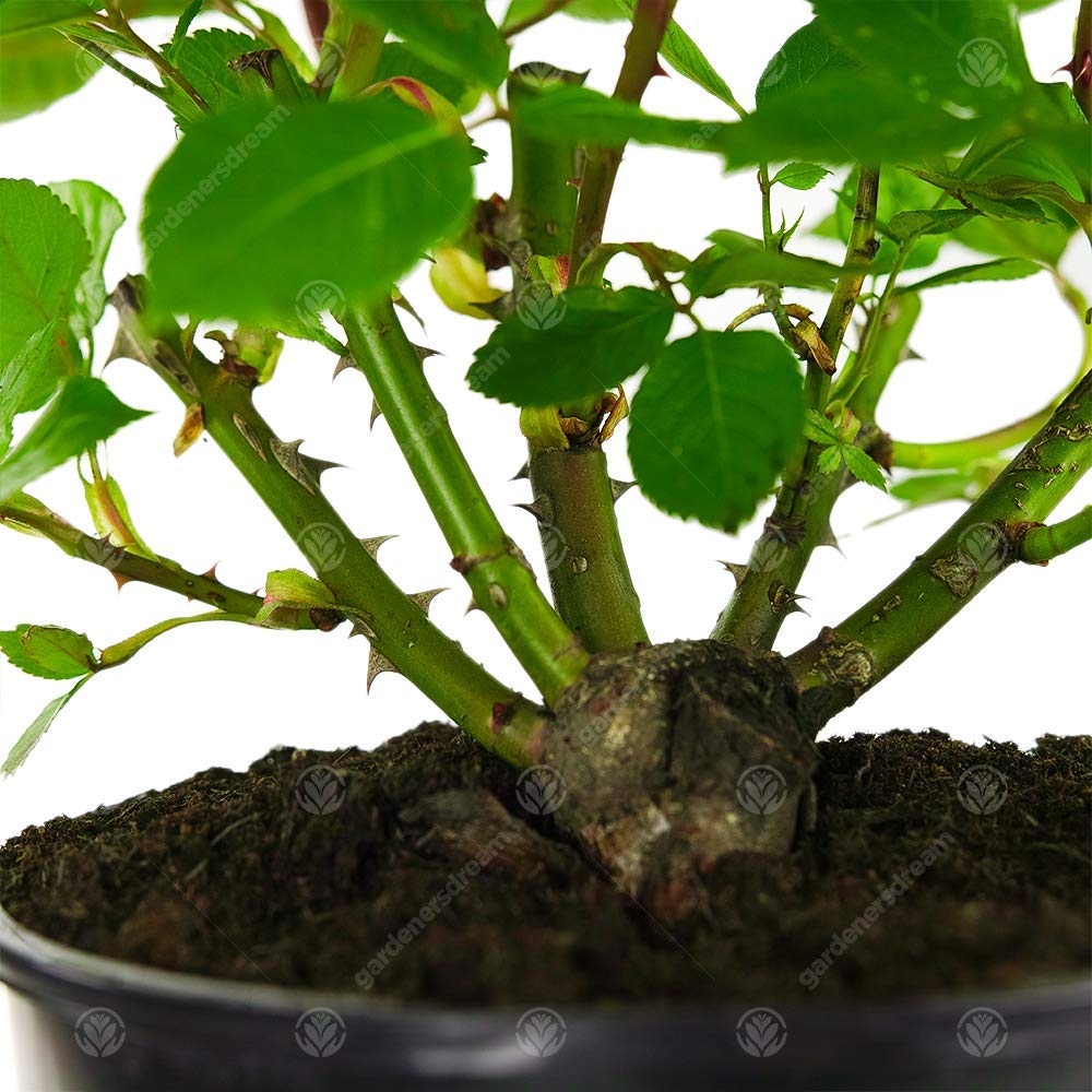 Diamond Wedding Rose - 60th Wedding Anniversary - Help Celebrate a Special Couple's Diamond Anniversary with a Unique Living Plant Gift