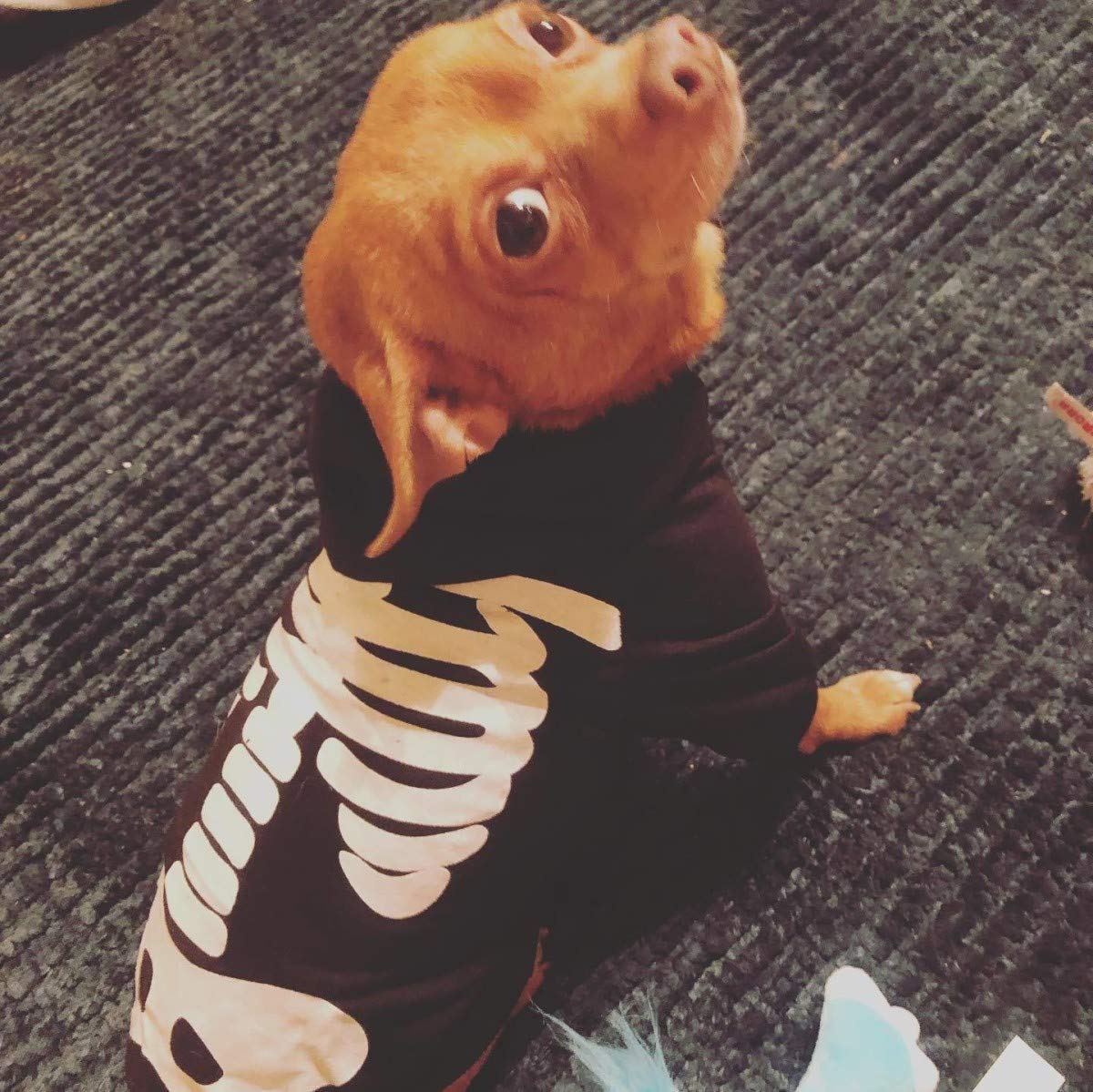 Coomour Halloween Pet Dog Cat Skull Hoodies Glowing Skeleton Bones Costume Outfit for Dogs Cats (L)