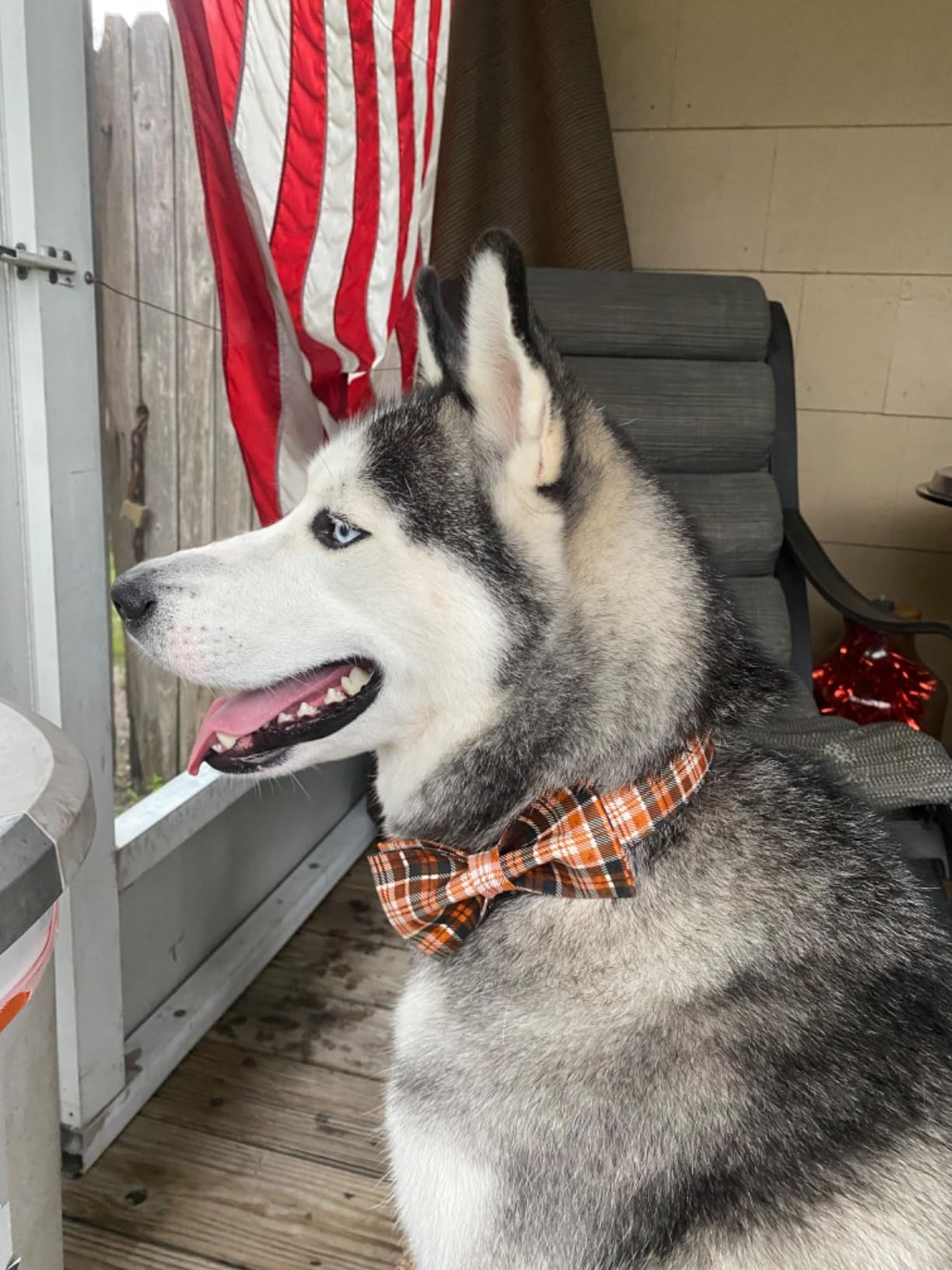 Lionet Paws Halloween Dog Collar with Bowtie - Cute Cotton Adjustable Fall Bowtie Dog Collar with Metal Buckle for Small Medium Large Dog Girl Boy Gift, S, Neck 10-16in