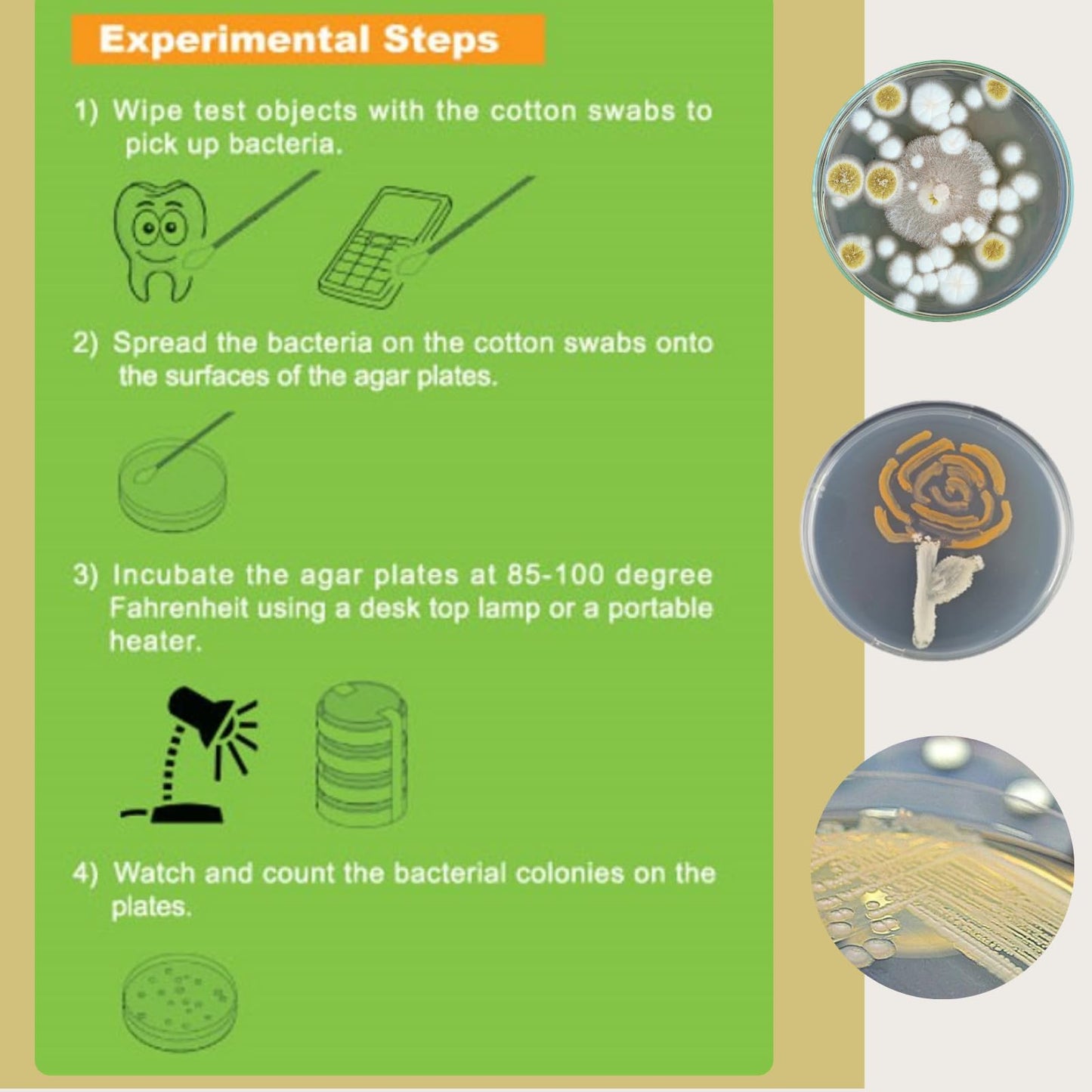EZ BioResearch Bacteria Science Kit (IV): Top Science Fair Project Kit. Prepoured LB-Agar Plates And Cotton Swabs. Exclusive Free Science Fair Project E-Book Packed With Award Winning Experiments (IV)