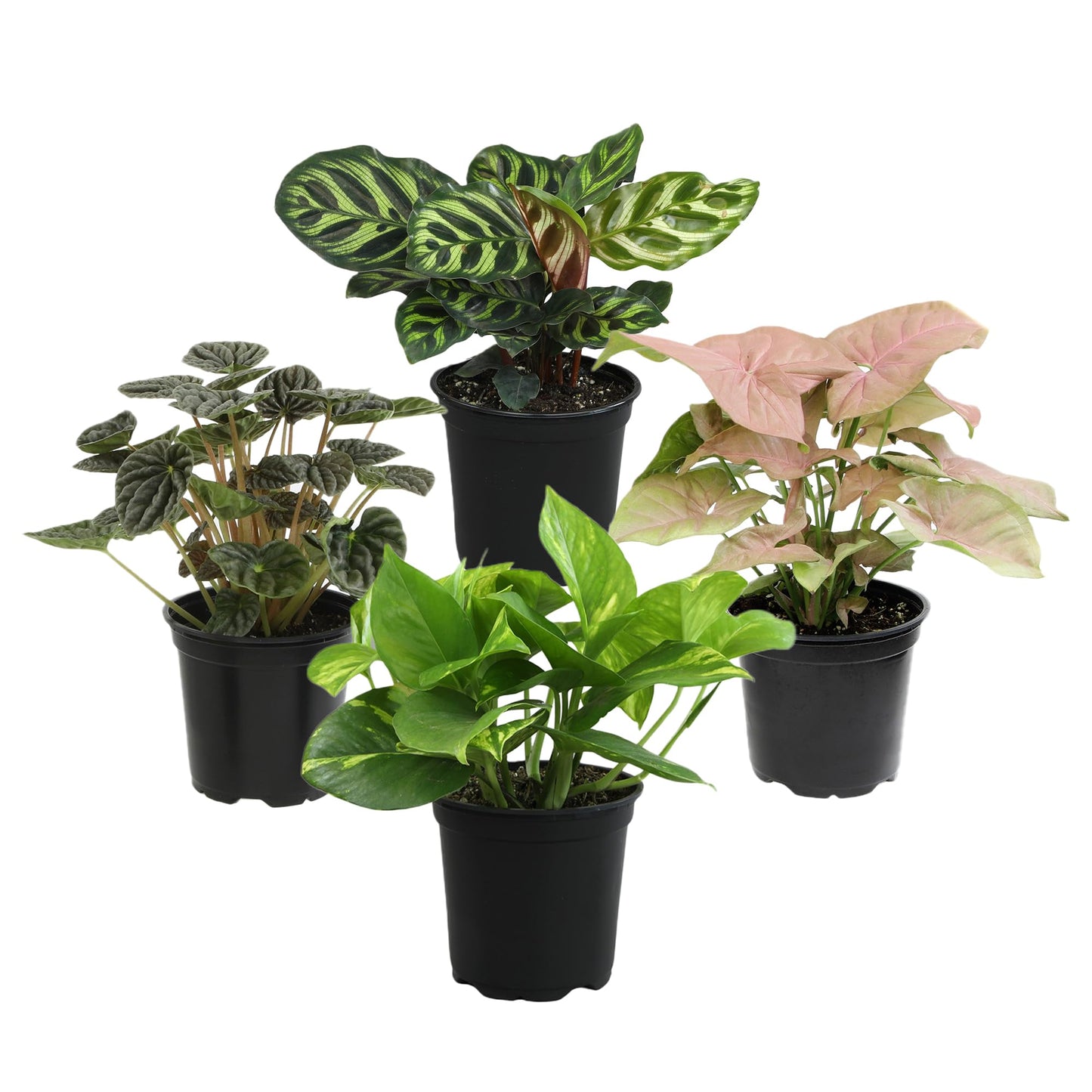 Essential Houseplant Collection (4PK) Live Plants Indoor Plants Live Houseplants in Plant Pots, Easy House Plants Indoors Live, Snake Plant, Pothos in Potting Soil, Clean Air Plants by Plants for Pets