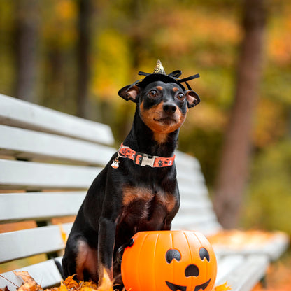 ADOGGYGO Halloween Dog Collar, Adjustable Orange Ghost Halloween Collars for Small Medium Large Dogs (Medium)
