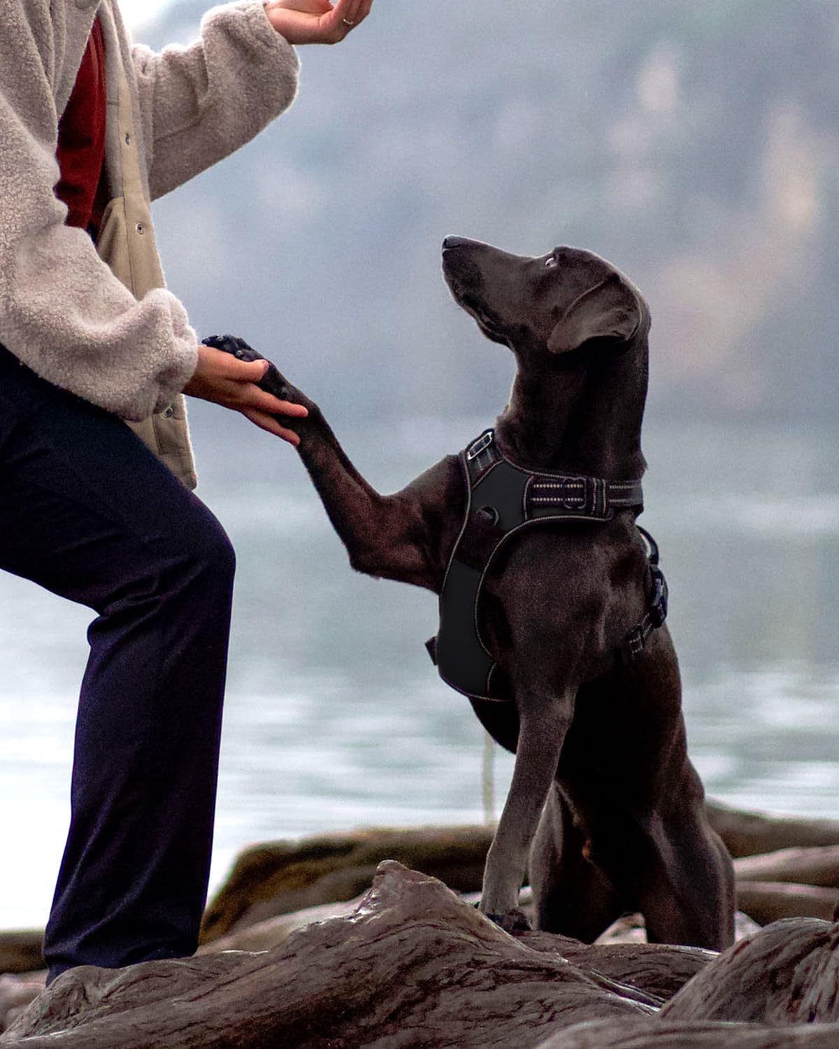 Joytale No Pull Dog Harness Medium Sized Dog, Reflective Pet Vest with Front Clip, Adjustable Soft Padded Harnesses with Easy Control Handle for Training and Walking, Black, M