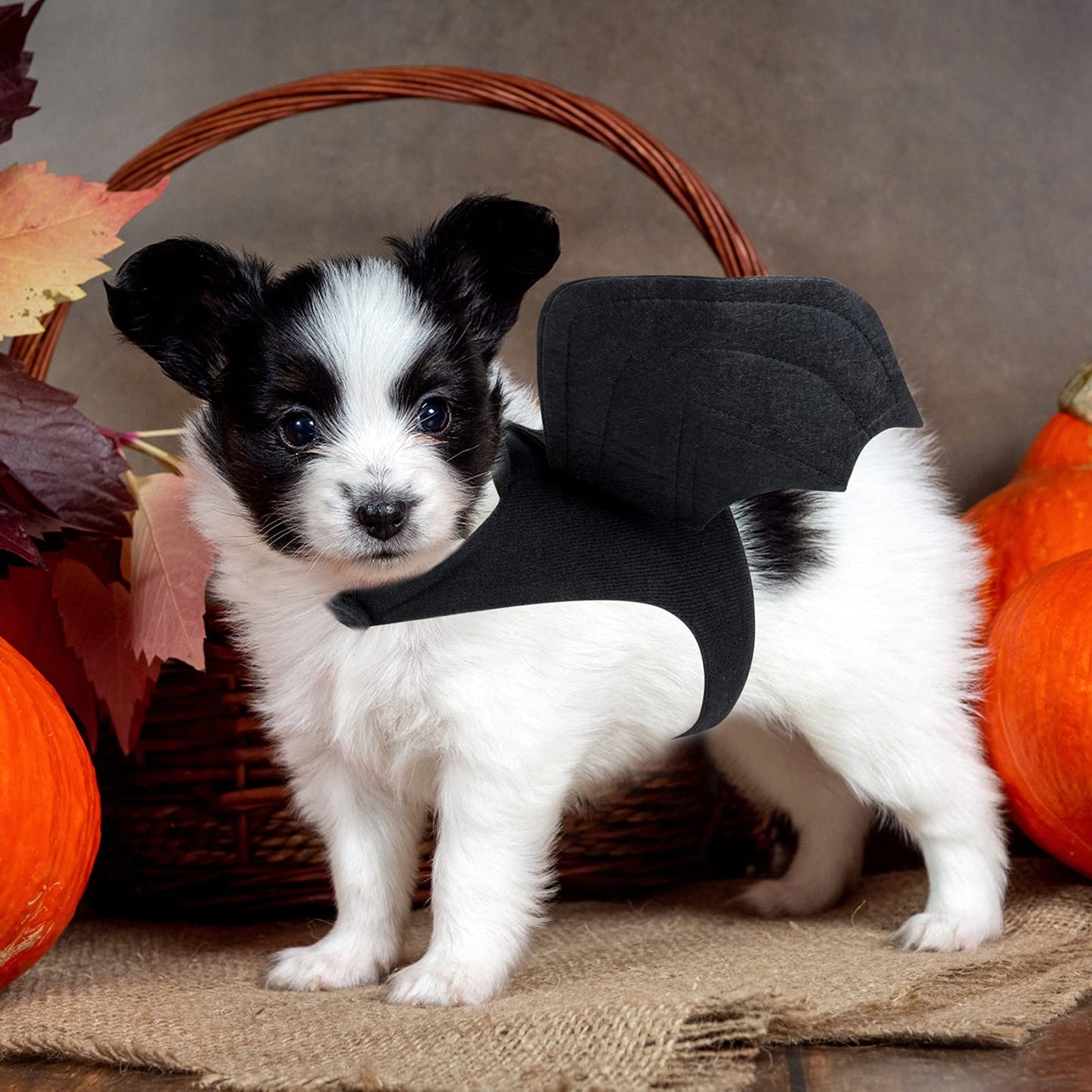 RYPET Dog Halloween Costume - Halloween Bat Wings Pet Costumes for Dogs Cats Halloween Party Medium