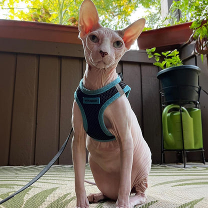 Best Pet Supplies - All Weather Mesh, Reflective, No Pull Harness for Small, Medium Dogs, Cats - Secure with Hook & Loop Fastener, Buckle, Double D-Rings - Black/Blue Trim, M