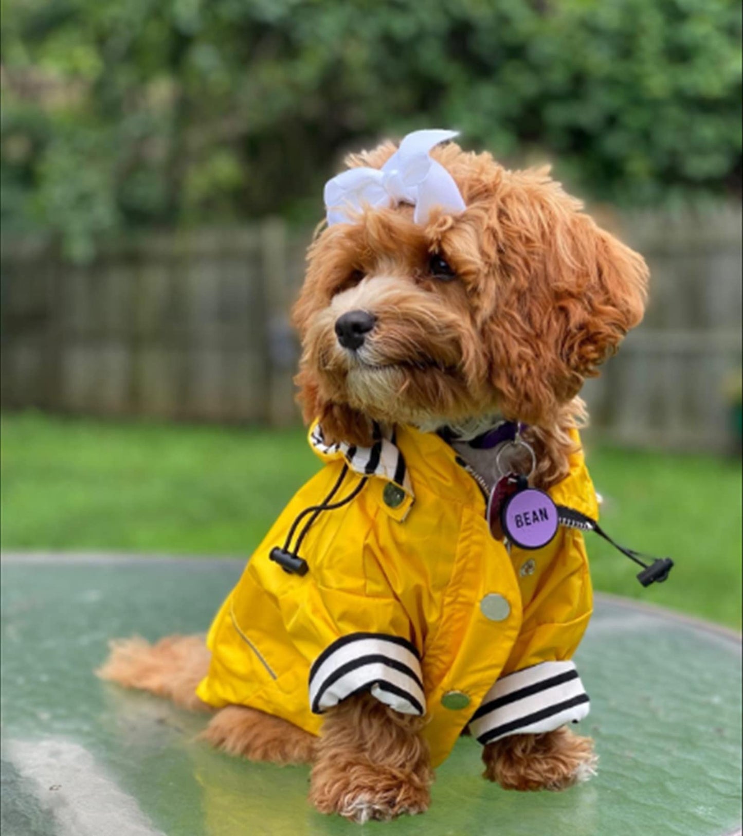 Morezi Dog Zip Up Raincoat with Reflective Buttons, Rain/Water Resistant, Adjustable Drawstring, Removable Hood, Raincoats with Legs 4kg to 36kg Available - Yellow - M