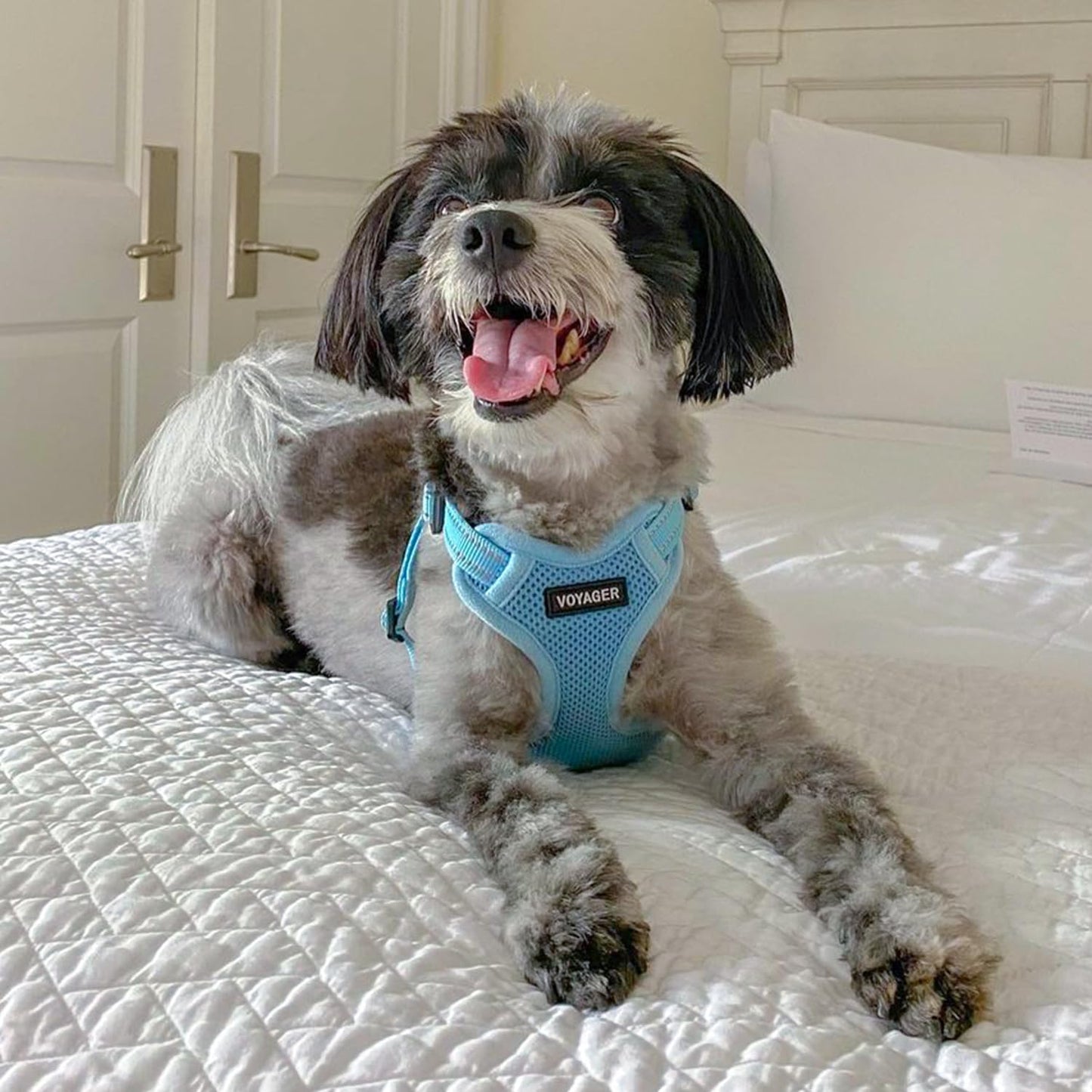 Best Pet Supplies Voyager Adjustable Dog Harness Leash Set with Reflective Stripes for Walking Heavy-Duty Full Body No Pull Vest with Leash D-Ring, Breathable All-Weather - Baby Blue, XS