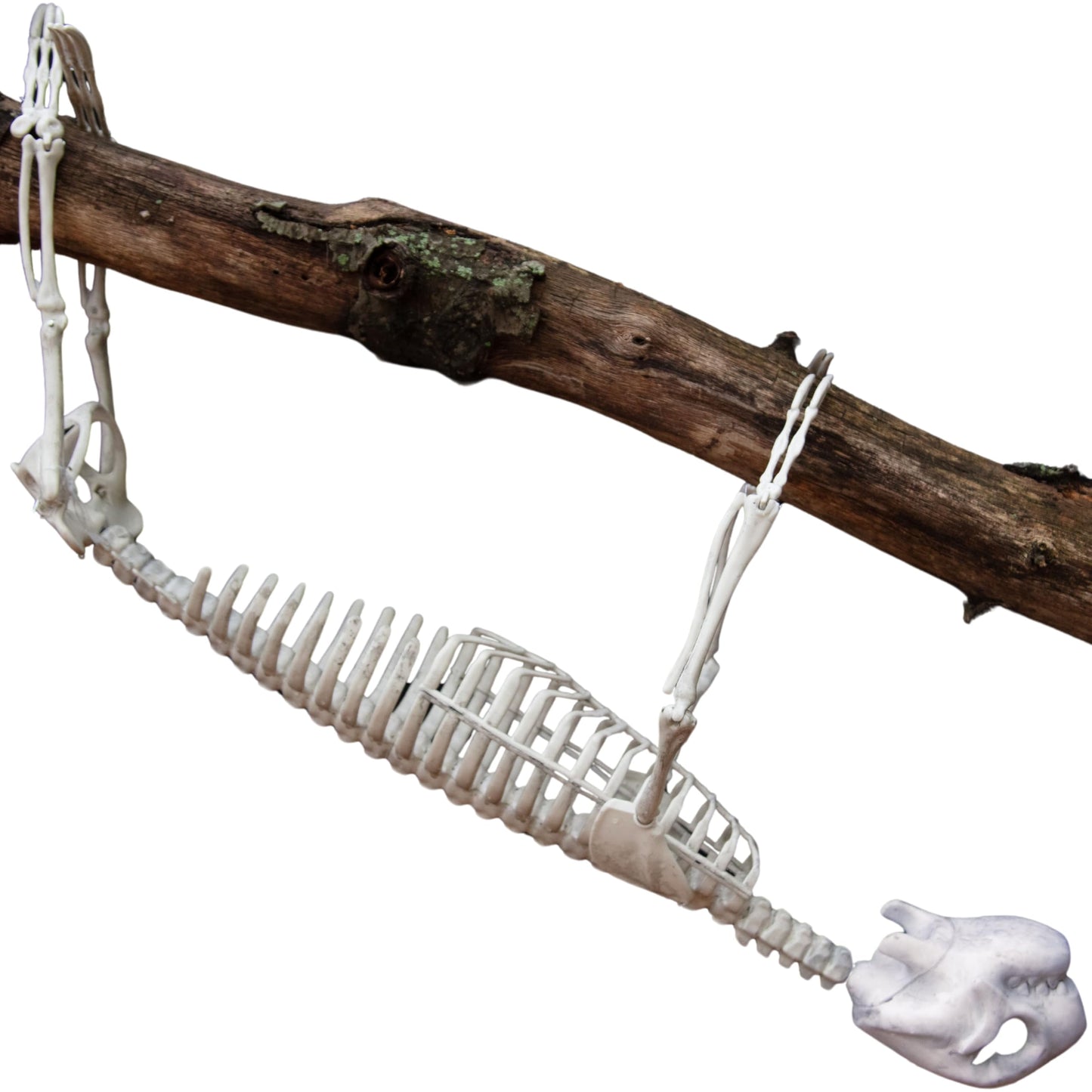 Halloween Giant Sloth Animal Skeleton (2 Ft Long) with Easy-to-Hang Limb Straps - Weather Resistant Yard and Tree Decoration w Movable Joints - Perfect for Party Decor and Indoor/Outdoor Use