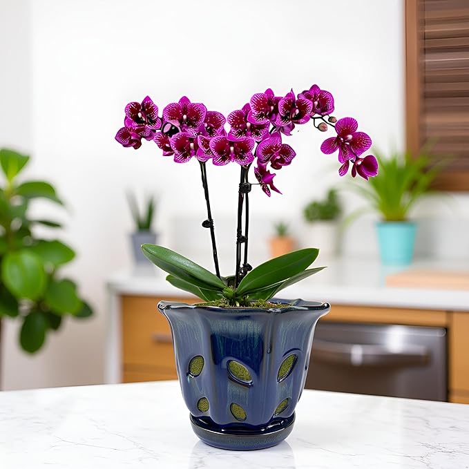 Ceramic Orchid Pots with Holes 6 inch (Dark Blue)