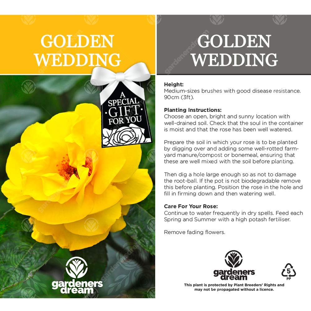 Golden Wedding Rose - 50th Wedding Anniversary - Help Celebrate a Special Couple's Golden Anniversary with a Unique Living Plant Gift